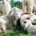 Être accompagné lors de la création ou dans le cadre de la transmission d’une exploitation agricole en Normandie 