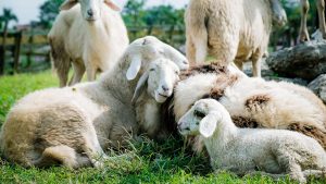 Être accompagné lors de la création ou dans le cadre de la transmission d’une exploitation agricole en Normandie 