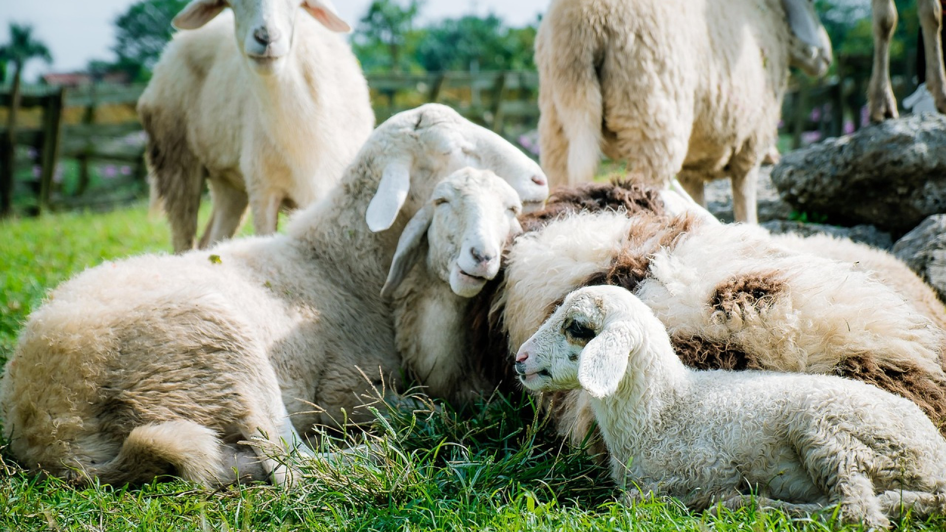 Être accompagné lors de la création ou dans le cadre de la transmission d’une exploitation agricole en Normandie